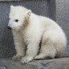 円山動物園　シロクマの赤ちゃん